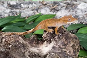 Caledonian: Crested Gecko