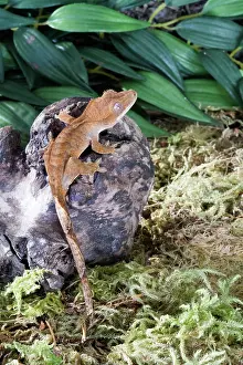 Geckos: Crested Gecko