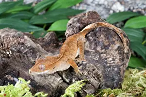 Geckos: Crested Gecko