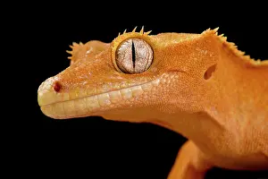 Caledonian: Crested gecko (Correlophus ciliatus)