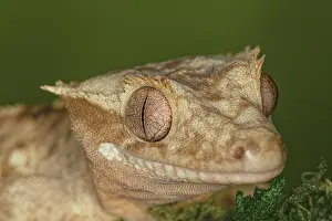 Diplodactylidae: Crested gecko, native to New Caledonia