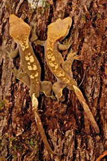 Northcott: Crested Gecko, Rhacodactylus ciliatus, Native