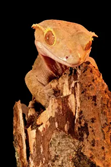 Northcott: Crested Gecko, Rhacodactylus ciliatus, Native