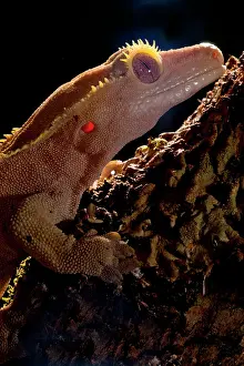 Sauria: Crested Gecko, Rhacodactylus ciliatus, Native