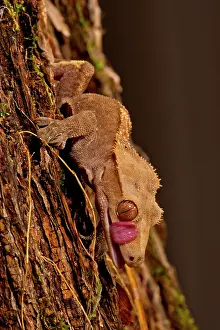Sauria: Crested Gecko, Rhacodactylus ciliatus, Native