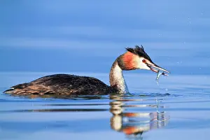 Macedonia: Crested Grebe on water, Lake Kerkini, RAMSAR site