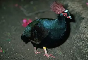 Rollulus: Crested Green Wood-Partridge