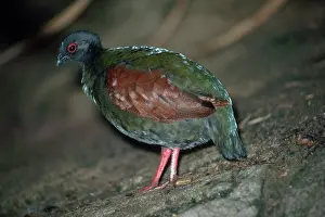 Rollulus: Crested Green Wood-Partridge