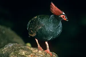 Rouloul: Crested Green Wood Partridge - male