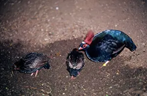 Rollulus: Crested Green Wood Partridge - male with chicks