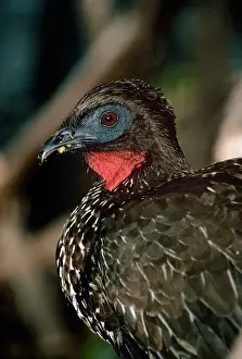 Purpurascens: Crested Guan