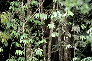 Purpurascens: Crested Guan