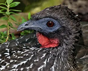 Penelope: Crested Guan