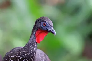 Penelope: Crested Guan - headshot Penelope purpurascens La Fortuna, Co
