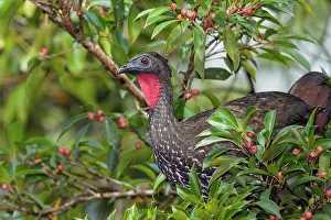 Penelope: Crested guan Penelope purpurascens Foraging in tree C