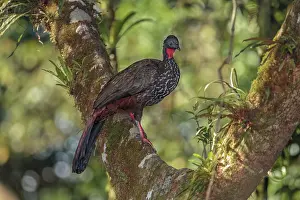 Rican: Crested guan Penelope purpurascens Foraging in tree C