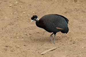 Gallinacean: Crested Guineafowl (Guttera pucherani) walking