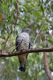 Toowoomba: Crested Hawk