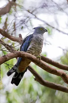 Toowoomba: Crested Hawk