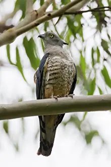Toowoomba: Crested Hawk