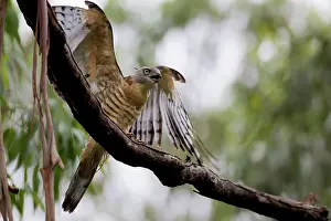 Toowoomba: Crested Hawk