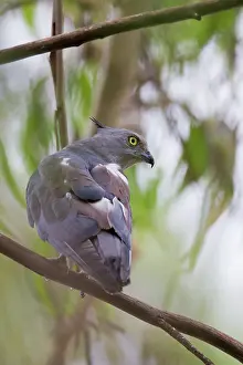 Toowoomba: Crested Hawk