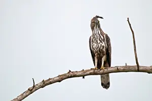 Spizaetus: Crested hawk Eagle - perched on branch against