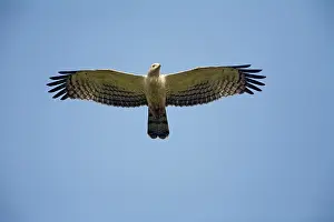 Pernis: Crested Honey Buzzard - in flight