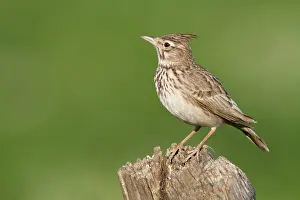 Cristata: Crested Lark