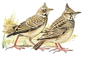 Larks: Crested Lark