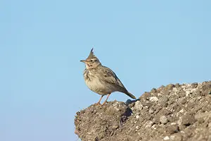 Mecklenburg: Crested Lark