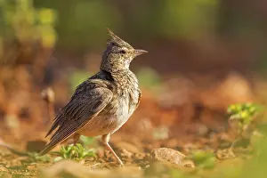 Dehesa: Crested lark