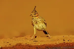 Dehesa: Crested lark