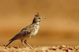 Dehesa: Crested lark