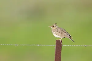 Larks: Crested Lark - adult perching on a fence post