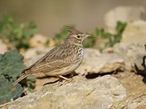 Valencia: Crested Lark Galerida cristata Valencia, Spain BI035337