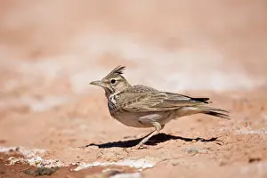 Galerida: Crested Lark - on ground