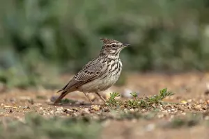 David Chapman: Crested Lark - on Ground - Spain