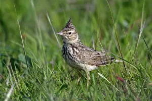 Galerida: Crested Lark - on meadow
