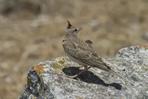 Larks: Crested Lark, perched