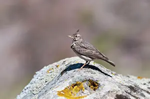 Larks: Crested Lark - perched on rock
