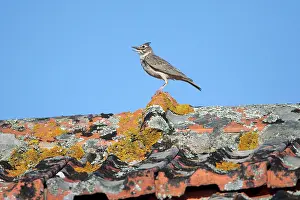 Galerida: Crested Lark - perched on roof singing