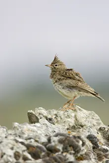 Galerida: Crested Lark - Perched on a stone