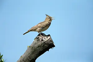 Larks: Crested Lark - perched on tree stump singing Castro