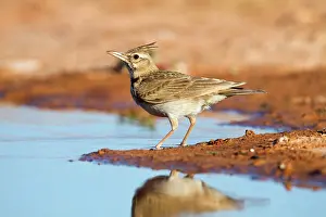 Galerida: Crested Lark - by pool on the ground