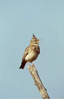 Larks: CRESTED LARK - singing, on branch