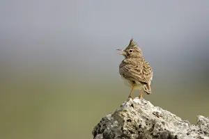 Galerida: Crested Lark - Singing while perched on a stone