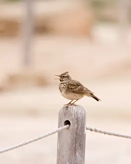 Larks: Crested Lark - singing on post
