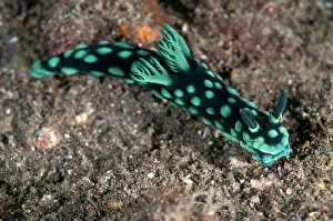 Nudibranches: Crested Nembrotha Nudibranch