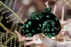 Cristata: Crested Nembrotha Nudibranch - on coral with small